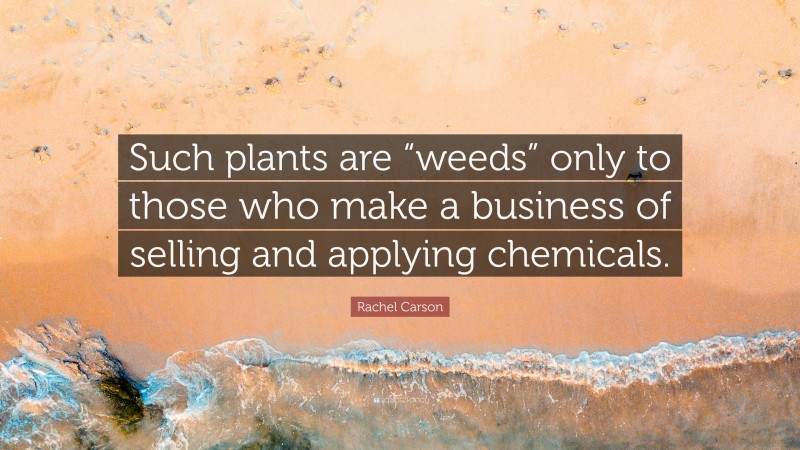 Rachel Carson Quote: “Such plants are “weeds” only to those who make a business of selling and applying chemicals.”