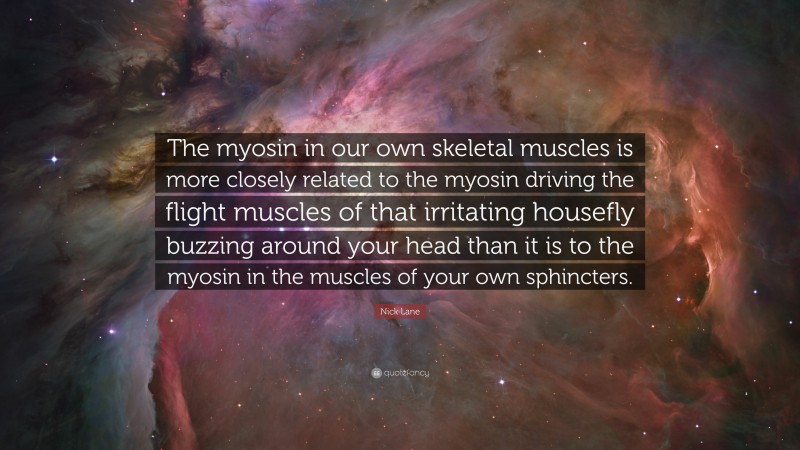 Nick Lane Quote: “The myosin in our own skeletal muscles is more closely related to the myosin driving the flight muscles of that irritating housefly buzzing around your head than it is to the myosin in the muscles of your own sphincters.”