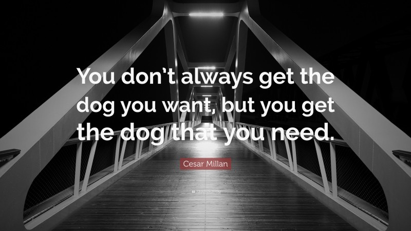 Cesar Millan Quote: “You don’t always get the dog you want, but you get the dog that you need.”