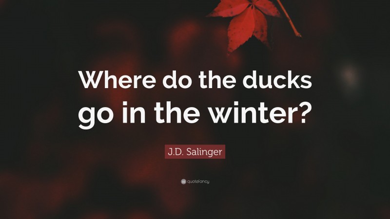J.D. Salinger Quote: “Where do the ducks go in the winter?”