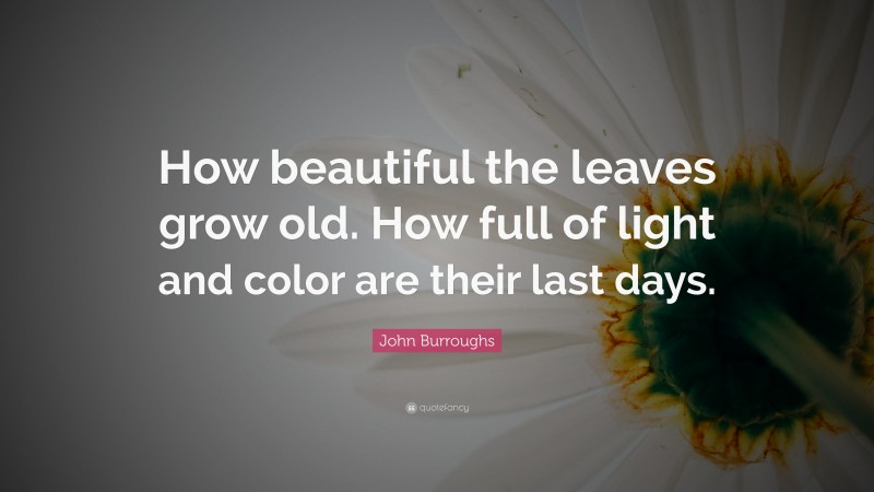 John Burroughs Quote: “How beautiful the leaves grow old. How full of light and color are their last days.”