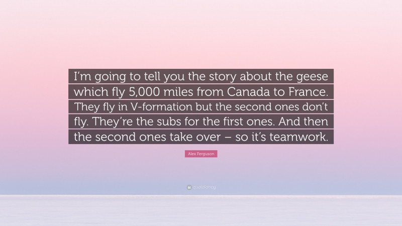 Alex Ferguson Quote: “I’m going to tell you the story about the geese which fly 5,000 miles from Canada to France. They fly in V-formation but the second ones don’t fly. They’re the subs for the first ones. And then the second ones take over – so it’s teamwork.”