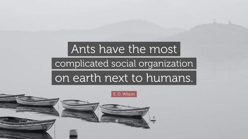 E. O. Wilson Quote: “Ants have the most complicated social organization on earth next to humans.”
