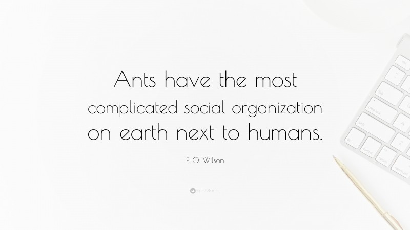 E. O. Wilson Quote: “Ants have the most complicated social organization on earth next to humans.”