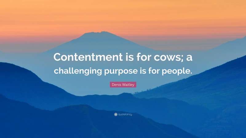 Denis Waitley Quote: “Contentment is for cows; a challenging purpose is for people.”