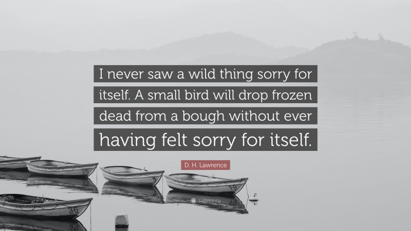 D. H. Lawrence Quote: “I never saw a wild thing sorry for itself. A small bird will drop frozen dead from a bough without ever having felt sorry for itself.”