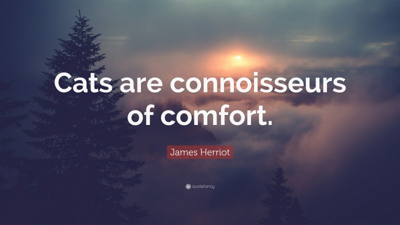 James Herriot Quote: “Cats are connoisseurs of comfort.”