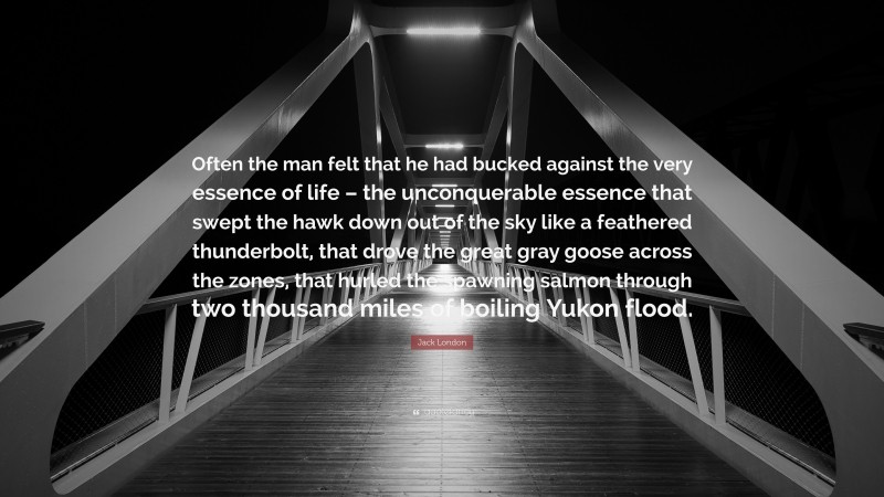 Jack London Quote: “Often the man felt that he had bucked against the very essence of life – the unconquerable essence that swept the hawk down out of the sky like a feathered thunderbolt, that drove the great gray goose across the zones, that hurled the spawning salmon through two thousand miles of boiling Yukon flood.”