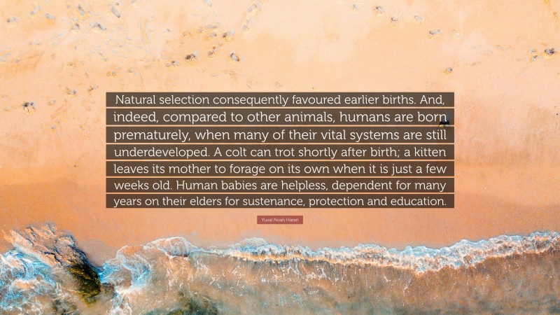 Yuval Noah Harari Quote: “Natural selection consequently favoured earlier births. And, indeed, compared to other animals, humans are born prematurely, when many of their vital systems are still underdeveloped. A colt can trot shortly after birth; a kitten leaves its mother to forage on its own when it is just a few weeks old. Human babies are helpless, dependent for many years on their elders for sustenance, protection and education.”