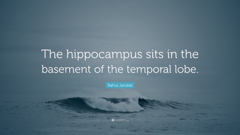 Rahul Jandial Quote: “The hippocampus sits in the basement of the temporal lobe.”