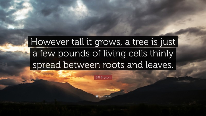 Bill Bryson Quote: “However tall it grows, a tree is just a few pounds of living cells thinly spread between roots and leaves.”