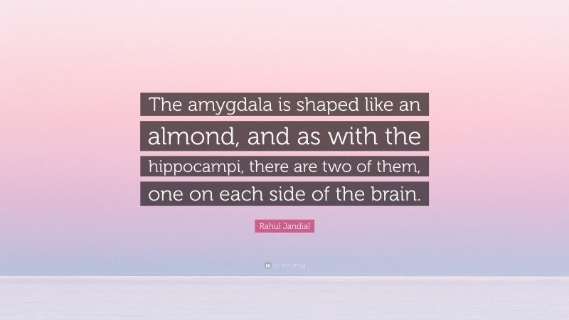 Rahul Jandial Quote: “The amygdala is shaped like an almond, and as with the hippocampi, there are two of them, one on each side of the brain.”