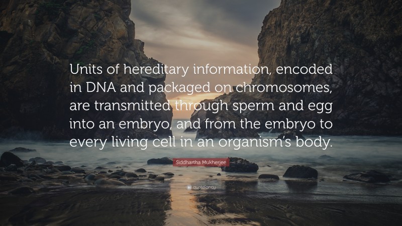 Siddhartha Mukherjee Quote: “Units of hereditary information, encoded in DNA and packaged on chromosomes, are transmitted through sperm and egg into an embryo, and from the embryo to every living cell in an organism’s body.”