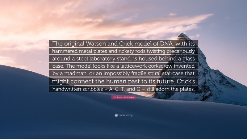 Siddhartha Mukherjee Quote: “The original Watson and Crick model of DNA, with its hammered metal plates and rickety rods twisting precariously around a steel laboratory stand, is housed behind a glass case. The model looks like a latticework corkscrew invented by a madman, or an impossibly fragile spiral staircase that might connect the human past to its future. Crick’s handwritten scribbles – A, C, T, and G – still adorn the plates.”