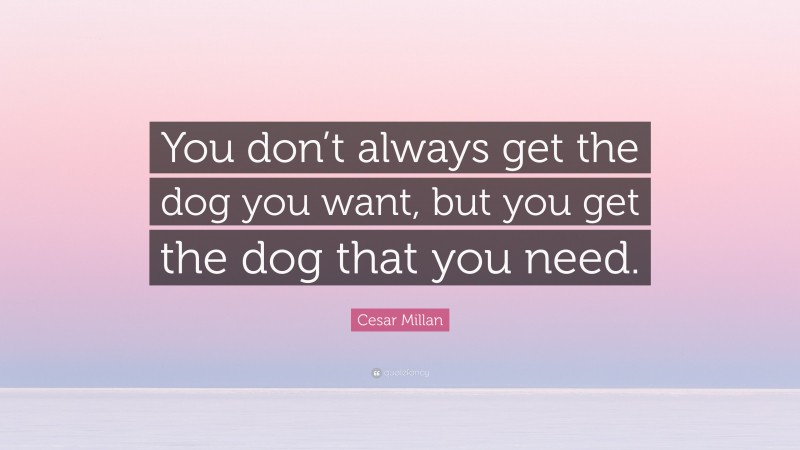Cesar Millan Quote: “You don’t always get the dog you want, but you get the dog that you need.”
