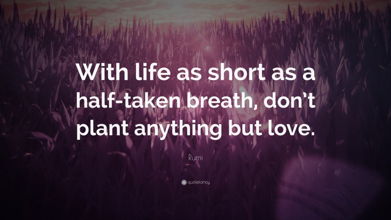 Rumi Quote: “With life as short as a half-taken breath, don’t plant anything but love.”