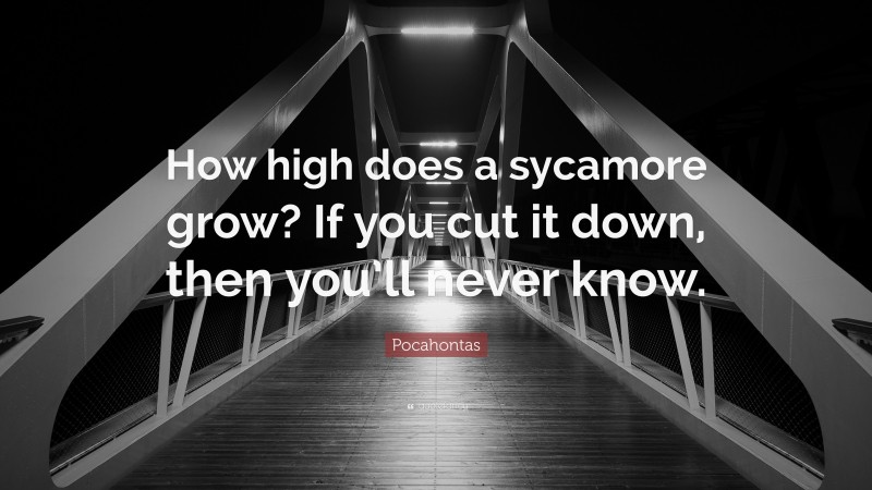 Pocahontas Quote: “How high does a sycamore grow? If you cut it down, then you’ll never know.”
