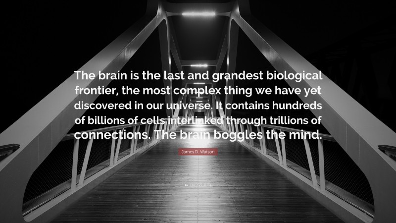 James D. Watson Quote: “The brain is the last and grandest biological frontier, the most complex thing we have yet discovered in our universe. It contains hundreds of billions of cells interlinked through trillions of connections. The brain boggles the mind.”