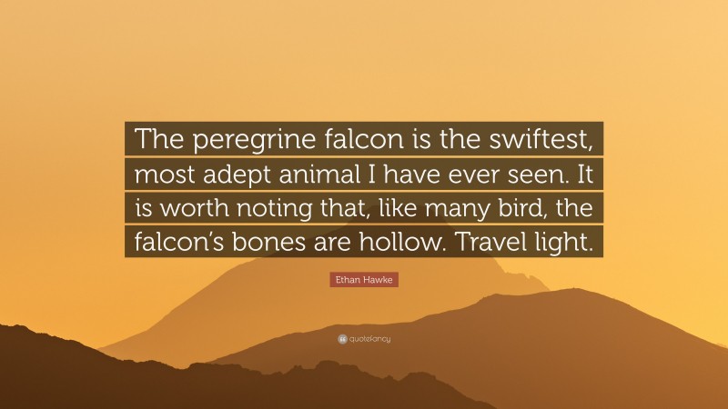 Ethan Hawke Quote: “The peregrine falcon is the swiftest, most adept animal I have ever seen. It is worth noting that, like many bird, the falcon’s bones are hollow. Travel light.”