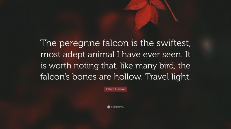 Ethan Hawke Quote: “The peregrine falcon is the swiftest, most adept animal I have ever seen. It is worth noting that, like many bird, the falcon’s bones are hollow. Travel light.”