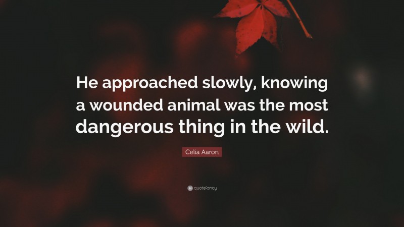 Celia Aaron Quote: “He approached slowly, knowing a wounded animal was the most dangerous thing in the wild.”
