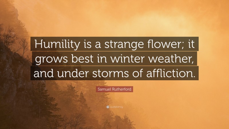 Samuel Rutherford Quote: “Humility is a strange flower; it grows best in winter weather, and under storms of affliction.”
