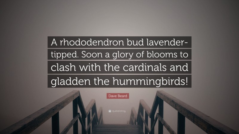 Dave Beard Quote: “A rhododendron bud lavender-tipped. Soon a glory of blooms to clash with the cardinals and gladden the hummingbirds!”