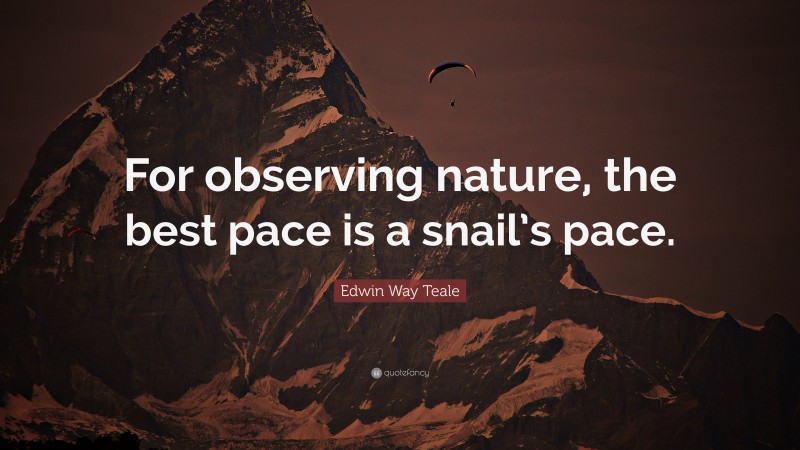 Edwin Way Teale Quote: “For observing nature, the best pace is a snail’s pace.”