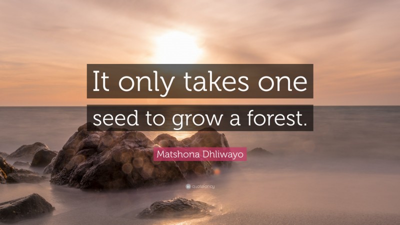 Matshona Dhliwayo Quote: “It only takes one seed to grow a forest.”