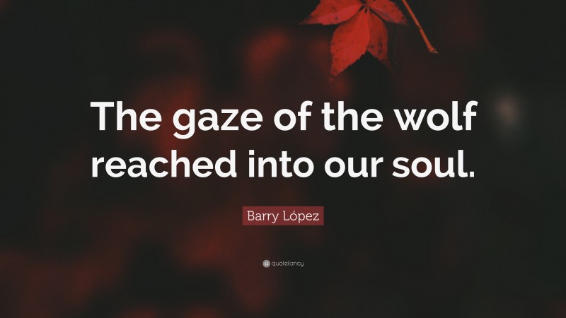 Barry López Quote: “The gaze of the wolf reached into our soul.”