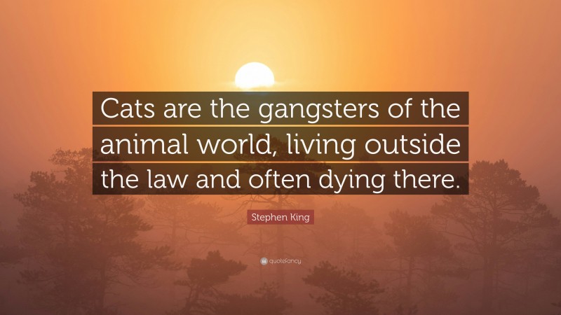 Stephen King Quote: “Cats are the gangsters of the animal world, living outside the law and often dying there.”