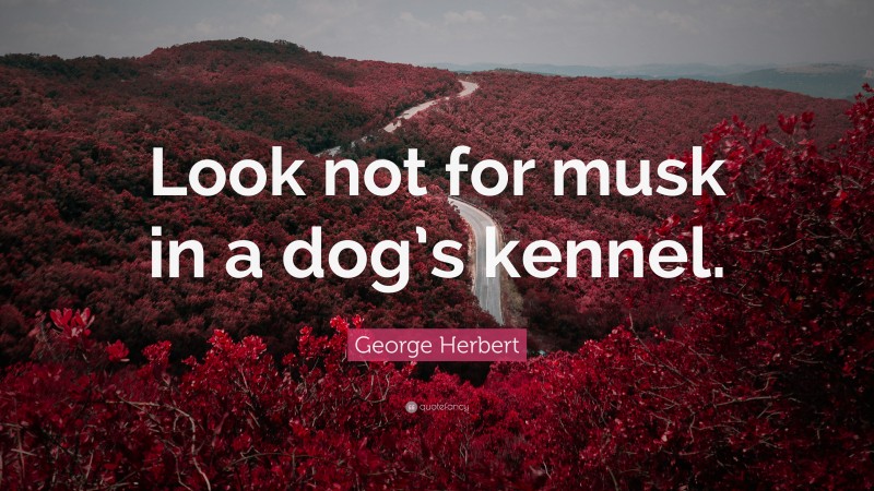George Herbert Quote: “Look not for musk in a dog’s kennel.”