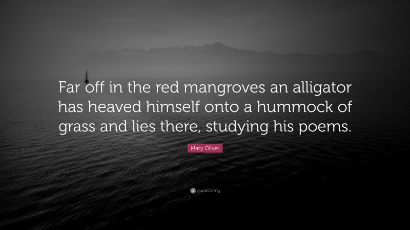 Mary Oliver Quote: “Far off in the red mangroves an alligator has heaved himself onto a hummock of grass and lies there, studying his poems.”