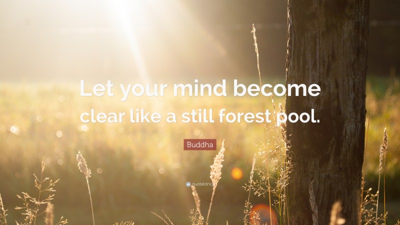 Buddha Quote: “Let your mind become clear like a still forest pool.”