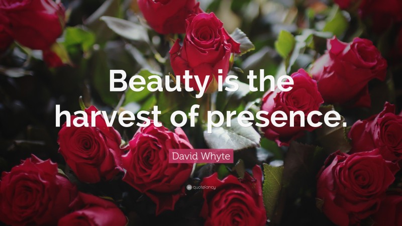 David Whyte Quote: “Beauty is the harvest of presence.”