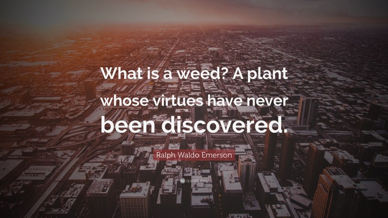 Ralph Waldo Emerson Quote: “What is a weed? A plant whose virtues have never been discovered.”