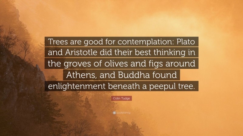 Colin Tudge Quote: “Trees are good for contemplation: Plato and Aristotle did their best thinking in the groves of olives and figs around Athens, and Buddha found enlightenment beneath a peepul tree.”