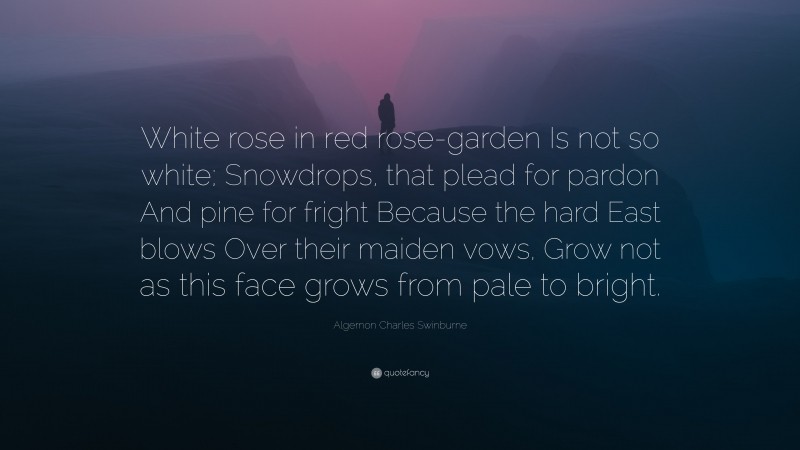 Algernon Charles Swinburne Quote: “White rose in red rose-garden Is not so white; Snowdrops, that plead for pardon And pine for fright Because the hard East blows Over their maiden vows, Grow not as this face grows from pale to bright.”