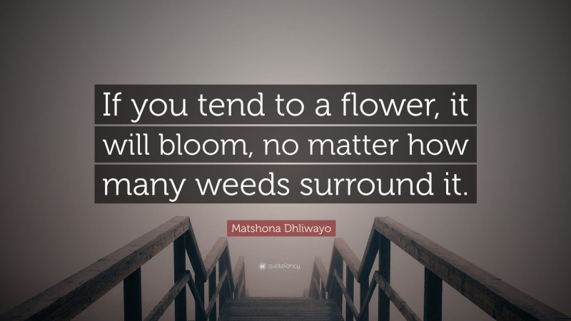 Matshona Dhliwayo Quote: “If you tend to a flower, it will bloom, no matter how many weeds surround it.”