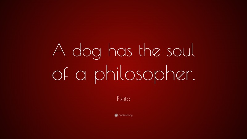 Plato Quote: “A dog has the soul of a philosopher.”