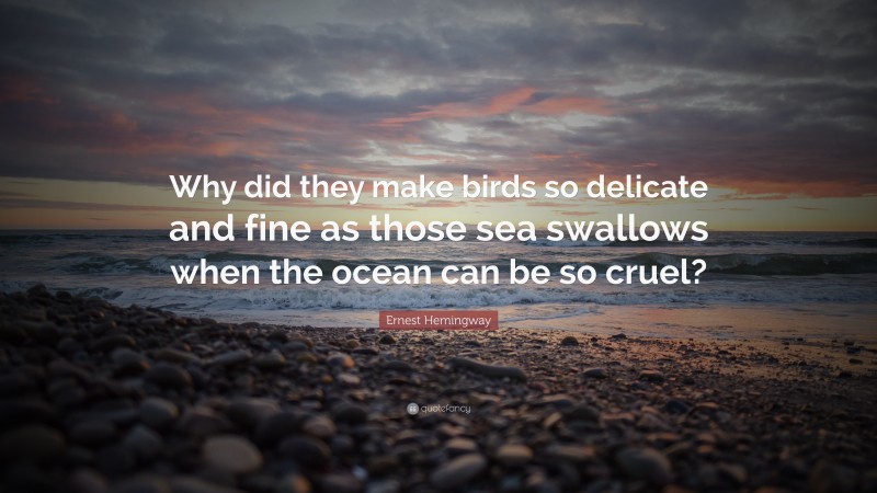 Ernest Hemingway Quote: “Why did they make birds so delicate and fine as those sea swallows when the ocean can be so cruel?”