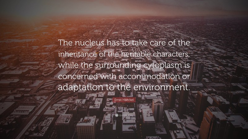 Ernst Haeckel Quote: “The nucleus has to take care of the inheritance of the heritable characters, while the surrounding cytoplasm is concerned with accommodation or adaptation to the environment.”
