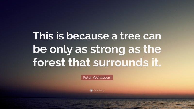 Peter Wohlleben Quote: “This is because a tree can be only as strong as the forest that surrounds it.”
