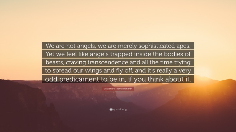 Vilayanur S. Ramachandran Quote: “We are not angels, we are merely sophisticated apes. Yet we feel like angels trapped inside the bodies of beasts, craving transcendence and all the time trying to spread our wings and fly off, and it’s really a very odd predicament to be in, if you think about it.”