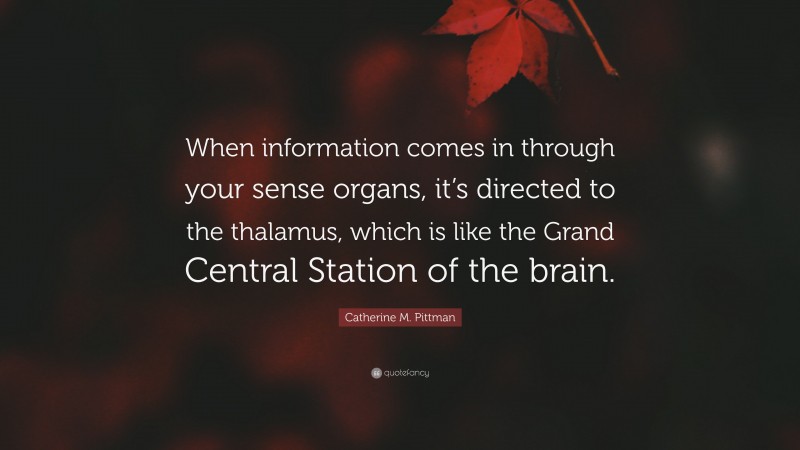 Catherine M. Pittman Quote: “When information comes in through your sense organs, it’s directed to the thalamus, which is like the Grand Central Station of the brain.”