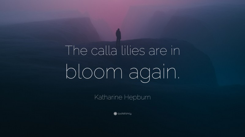 Katharine Hepburn Quote: “The calla lilies are in bloom again.”