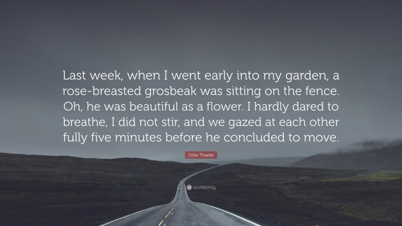 Celia Thaxter Quote: “Last week, when I went early into my garden, a rose-breasted grosbeak was sitting on the fence. Oh, he was beautiful as a flower. I hardly dared to breathe, I did not stir, and we gazed at each other fully five minutes before he concluded to move.”