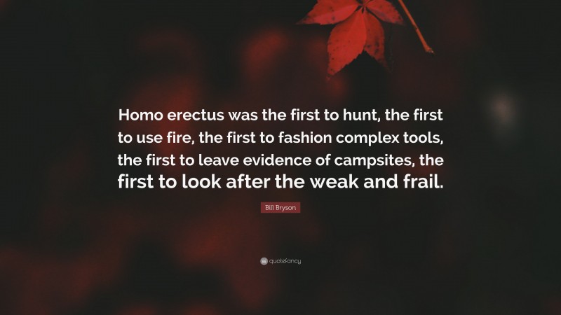 Bill Bryson Quote: “Homo erectus was the first to hunt, the first to use fire, the first to fashion complex tools, the first to leave evidence of campsites, the first to look after the weak and frail.”