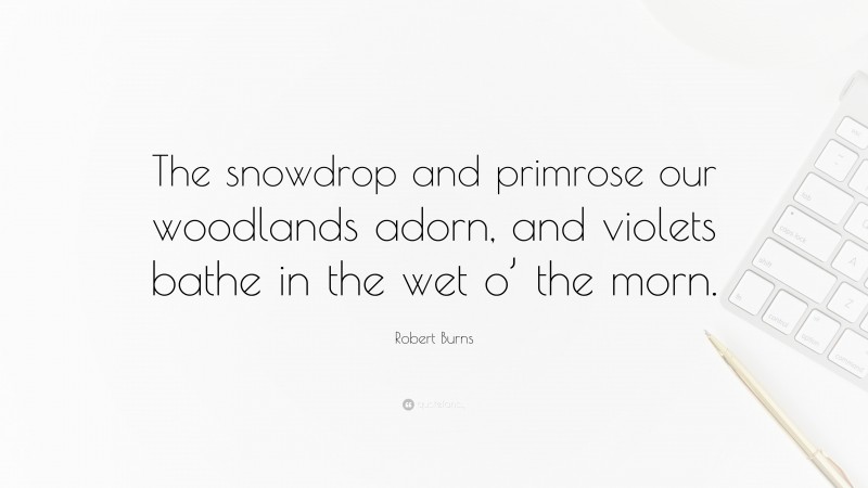 Robert Burns Quote: “The snowdrop and primrose our woodlands adorn, and violets bathe in the wet o’ the morn.”