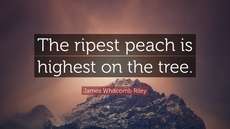 James Whitcomb Riley Quote: “The ripest peach is highest on the tree.”